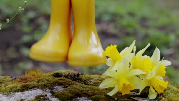 Composition Yellow Rubber Children Boots Blooming Daffodils Spring Nature — 图库视频影像