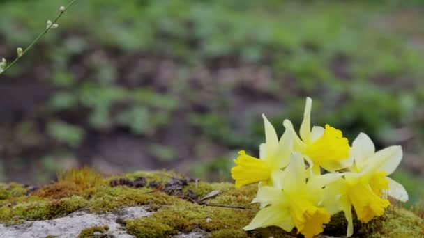 Composition Yellow Rubber Children Boots Blooming Daffodils Spring Nature — Vídeos de Stock