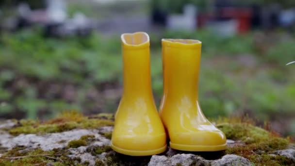 Composition Yellow Rubber Children Boots Blooming Daffodils Spring Nature — Stok video
