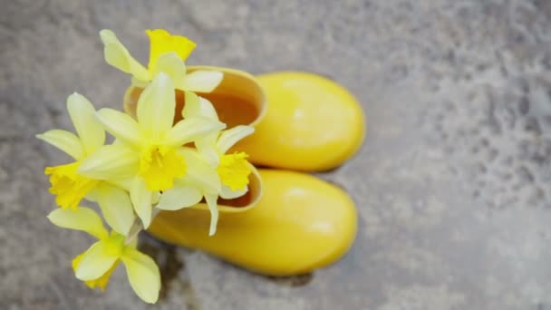 Composition Yellow Rubber Children Boots Blooming Daffodils Spring Nature — Stockvideo