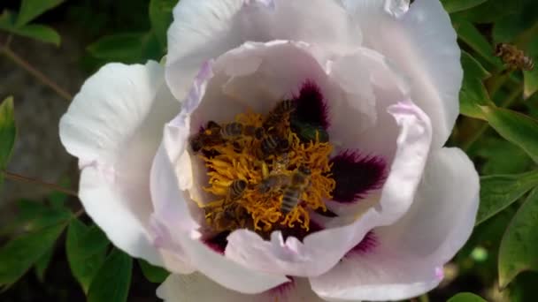Abelhas Coletam Néctar Uma Flor Peônia — Vídeo de Stock