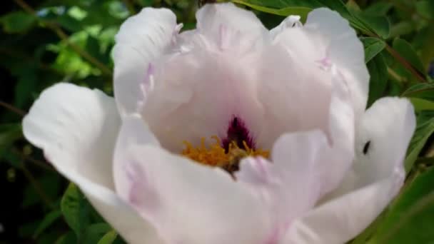 Les Abeilles Recueillent Nectar Sur Une Fleur Pivoine — Video