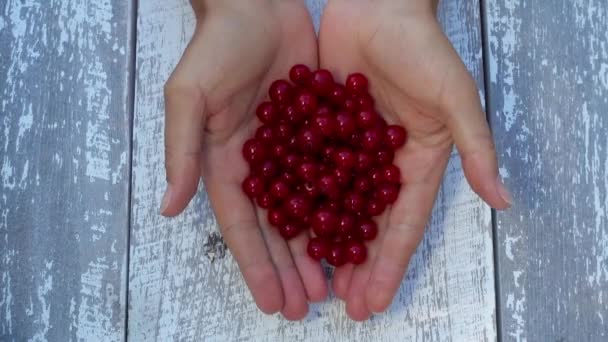 Mains Femelles Avec Des Baies Groseille Rouge — Video