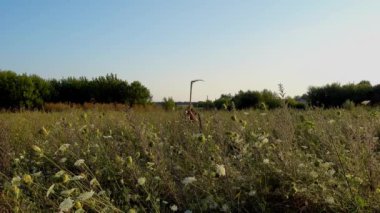 Bir adam çimleri tırpanla biçiyor..