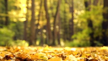 Parkta sarı sonbahar yaprakları. Sarı sonbahar akçaağaç ormanda bırakır. Sonbahar Peyzaj Park, orman. Güneş ışığı altında sonbahar yaprakları.
