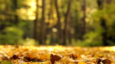 Parkta sarı sonbahar yaprakları. Sarı sonbahar akçaağaç ormanda bırakır. Sonbahar Peyzaj Park, orman. Güneş ışığı altında sonbahar yaprakları.