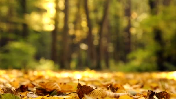 Żółty jesienny liść w parku. Żółty autumn klonowe listowie w lesie. Krajobraz jesień w parku, lesie. Jesienne liście w słońcu. — Wideo stockowe