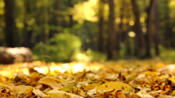 Paseo de la naturaleza en el otoño.Un hombre está caminando en el bosque de otoño.Hombre en el parque de otoño.Pies caminando en las hojas de otoño.Paseo en el parque de otoño, bosque . — Vídeos de Stock