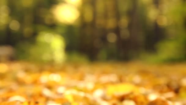 Sárga ősz a parkban. Sárga Őszi juharlevelek az erdőben. Őszi táj a parkban, az erdőben. Őszi levelek, a napfény. — Stock videók