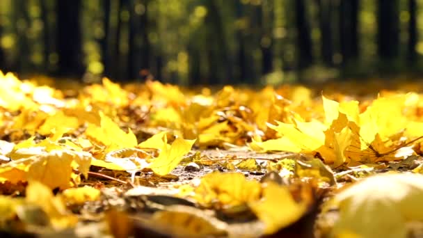 Paseo de la naturaleza en el otoño.Un hombre está caminando en el bosque de otoño.Hombre en el parque de otoño.Pies caminando en las hojas de otoño.Paseo en el parque de otoño, bosque . — Vídeo de stock