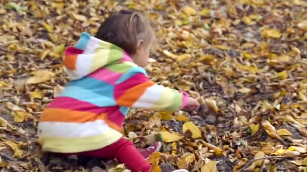 Small child playing in autumn park.Baby playing with yellow leaves.Little girl outdoors in autumn park.Portrait of a baby in autumn park. — Stock Video