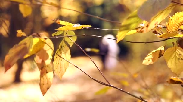 Giovane coppia a piedi nel parco autunnale il giorno del loro matrimonio. Sposa e sposo . — Video Stock