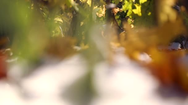 Feuilles d'automne sur neige blanche gros plan. Les feuilles tombent sur la neige dans le parc. La première neige dans le parc d'automne. Les feuilles tombent sur la neige dans le parc . — Video