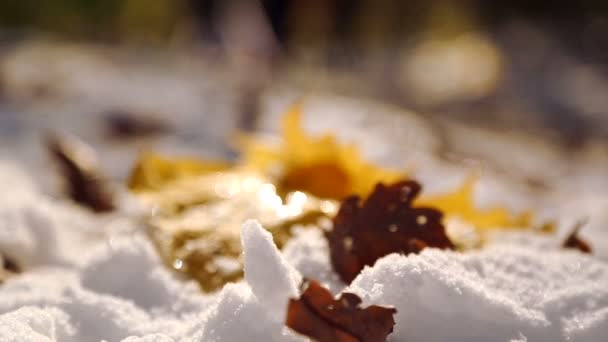 Hojas de otoño sobre nieve blanca de cerca. Las hojas caen sobre la nieve en el parque. La primera nieve en el parque de otoño. Las hojas caen sobre la nieve en el parque . — Vídeos de Stock