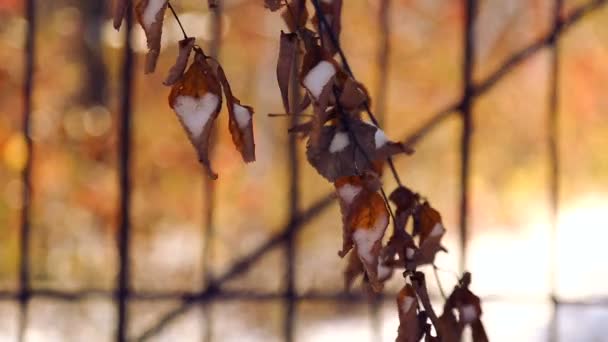 Осенняя ветка дерева раскачивается на ветру. Разноцветный осенний парк в снегу . — стоковое видео