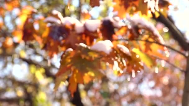 Otoño hojas de arce en la nieve. La primera nieve en el parque otoñal.Hojas de otoño balanceándose en el viento. Hojas amarillas en gotas de agua . — Vídeo de stock