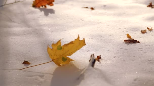 Feuilles d'automne sur neige blanche gros plan. Les feuilles tombent sur la neige dans le parc. La première neige dans le parc d'automne. Les feuilles tombent sur la neige dans le parc . — Video