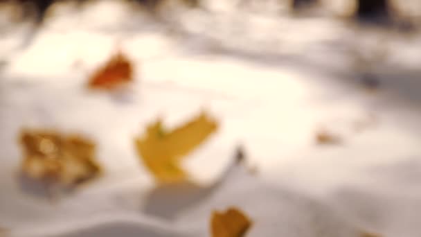 秋天的树叶上白雪特写。树叶落在公园里的雪地上。在秋天的公园里的第一场雪。树叶落在公园里的雪地上. — 图库视频影像