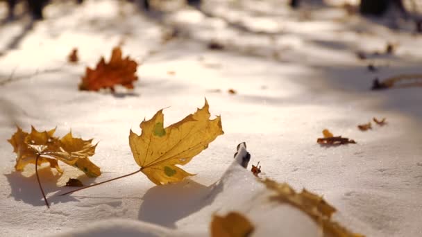 Herfstbladeren op witte sneeuw close-up. De bladeren vallen in de sneeuw in het park. De eerste sneeuw in de herfst park. De bladeren vallen in de sneeuw in het park. — Stockvideo