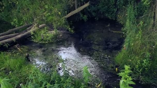 Arroyo forestal natural.Spring-fuente de agua, un manantial. . — Vídeo de stock