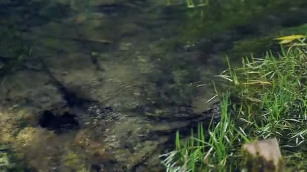 Φυσικό δάσος creek. Νερό της πηγής προέλευσης, ένα ελατήριο. Φιλικό προς το περιβάλλον νερό. — Αρχείο Βίντεο