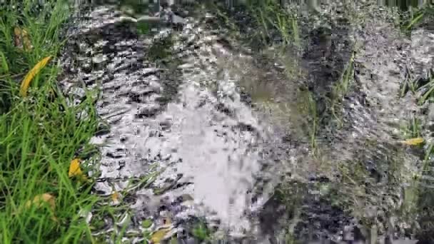 Arroyo forestal natural.Spring-fuente de agua, un manantial. . — Vídeo de stock