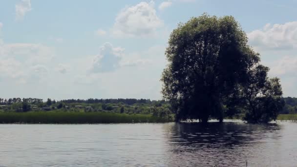 Strom pokrytý vodou. Strom v lese jezero. Záplavy v louce v obci. — Stock video