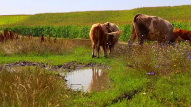 Çayırda otlatma inek sürüsü. Endüstriyel otlatma çiftlik hayvanları.