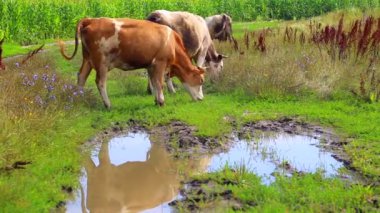 Çayırda otlatma inek sürüsü. Endüstriyel otlatma çiftlik hayvanları.