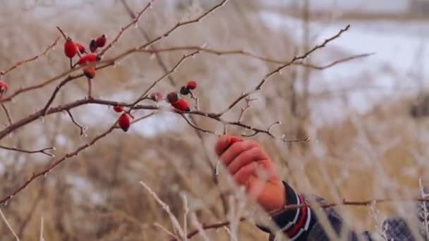 Rapaz caucasiano a comer bagas de Inverno. Retrato de uma criança adolescente em um fundo de natureza de inverno. A criança está estudando inverno da vida selvagem . — Vídeo de Stock