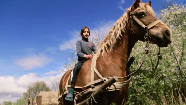 Caucasian boy teenager with a horse on nature. Rural child with a favorite pet horse. The boy takes care of his pet, a favorite horse. People, nature, animals. — Stock Video