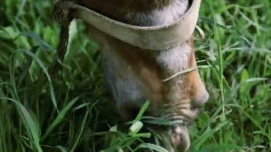 At yeme çim yakın çekim yüz. Namlu bir at kadar yakın. Closeup burun at ot yiyor.