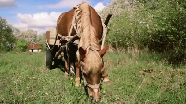 Pferde und Karren grasen in der Natur. Pferd von einer Fuhre gezogen, auf der Weide in der Landschaft. ländliche Landschaft mit Pferd im Frühling. — Stockvideo