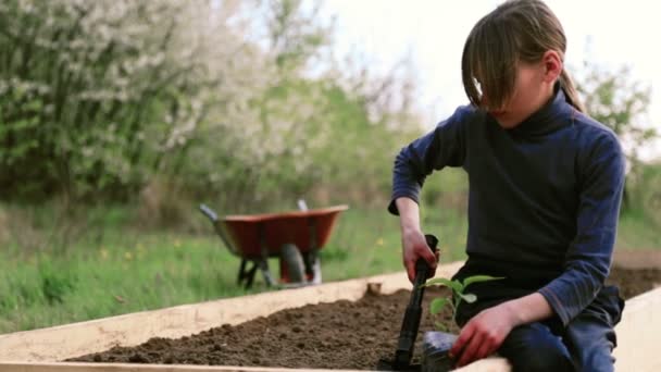 Caucasian boy on a bed in the garden.The child is engaged in spring planting. Boy teenager in nature near the bed. Boy with a seedling in her hands.Organic farming. — Stock Video