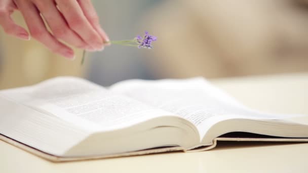 Womens mooie hand legt bloemen in het boek. Elegante vrouwen hand in hand met lavendel. Vrouwen hand close-up met lavendel. Boek, hand, bloemen. — Stockvideo