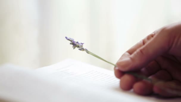 Hand man close-up met bloem van lavendel. Mans hand met een takje van lavendel. — Stockvideo