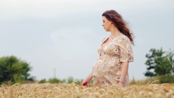 Jeune belle femme enceinte dans un champ de blé. Femme enceinte blanche dans un champ de blé. Portrait d'une femme enceinte sur la nature dans le domaine . — Video