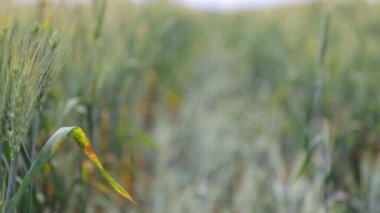 Buğday alan olgunlaşma sürecinde. Güneşli bir günde yeşil buğday alanı.