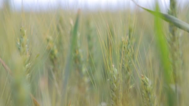 Buğday alan olgunlaşma sürecinde. Güneşli bir günde yeşil buğday alanı. — Stok video