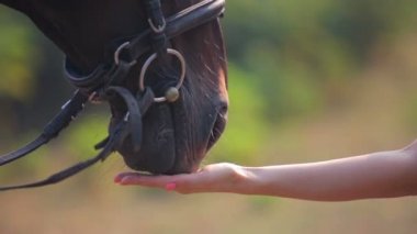 Atları elleriyle besliyor. Namlu bir at kadar yakın. Atları burun closeup portresi.