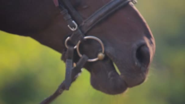 彼の手で馬の餌やり。馬の銃口をクローズ アップ。馬の鼻のクローズ アップの肖像画. — ストック動画