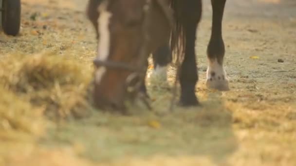 Koně jí seno na farmě. Čistokrevný hřebec v ohradě, jíst seno. — Stock video