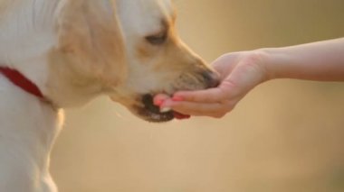 Köpek sahibinin elleriyle yiyor. Kafa closeup Labrador köpek yiyecek almak. Beyaz Labrador portresi yemek hak.