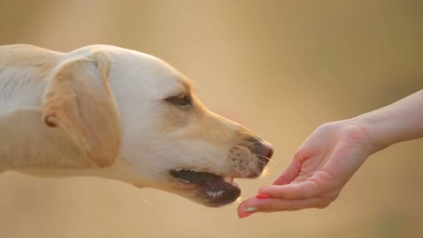 犬は所有者の手で食べる。ラブラドール犬の頭のクローズ アップは、食糧を得る。白いラブラドールの肖像画に値する食事. — ストック動画