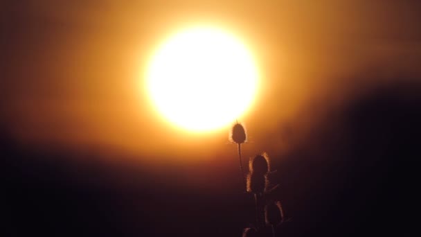 Bud picos al atardecer. Puesta de sol entre los árboles . — Vídeo de stock