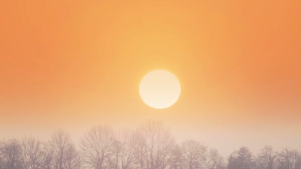 L'alba sulle cime degli alberi. Caduta dell'alba primo piano del sorgere del sole . — Video Stock