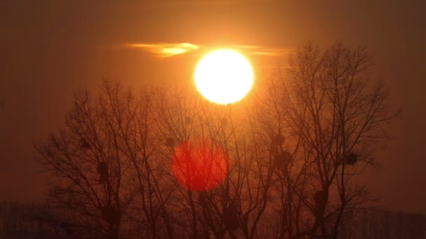 De hemel met wolken bij zonsondergang - taymlaps. Zonsondergang in het gebied achter de bomen. — Stockvideo