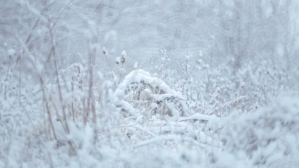 Větve a keře s semen ve sněhu. Zimní krajina. Keře a trávu na sněhu. — Stock video