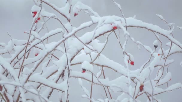 Ramas y arbustos con semillas en la nieve. Paisaje invernal. Arbustos y hierba en la nieve . — Vídeos de Stock