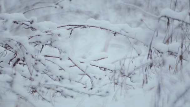 Ramas y arbustos con semillas en la nieve. Paisaje invernal. Arbustos y hierba en la nieve . — Vídeo de stock